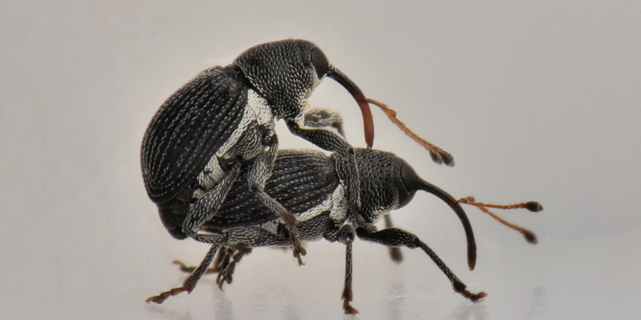 Curculionidae: Archarius pyrrhoceras